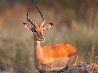 Image showing Impala