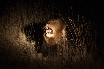 Image showing Lion in the bush at night