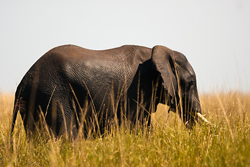 Image showing African bush elephant in high grass