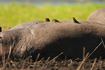 Image showing Birds on a hippo