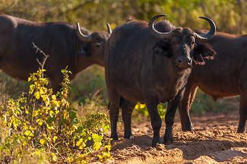 Image showing Cape buffalo (Syncerus caffer)