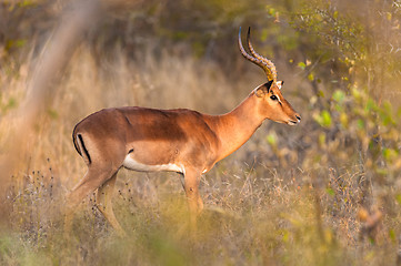 Image showing Impala in the bush