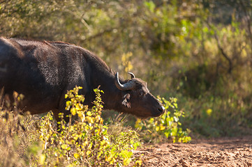 Image showing Cape buffalo (Syncerus caffer)