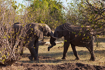 Image showing Elephants fighting