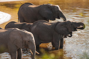 Image showing Group of elephants drinking