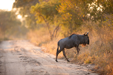 Image showing A Blue Wildebeest (Connochaetes taurinus) 