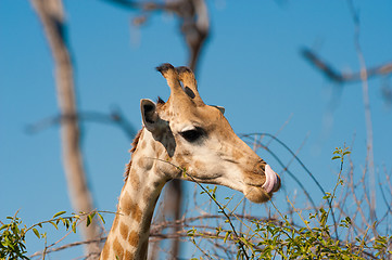 Image showing Giraffe licking lips