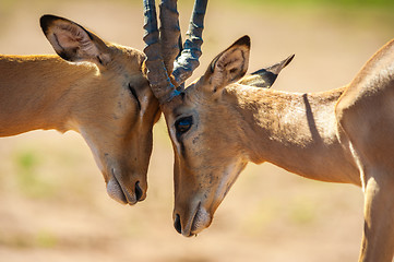 Image showing Impala butting heads