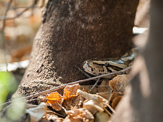 Image showing African rock python head