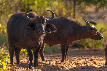 Image showing Cape buffalo (Syncerus caffer)