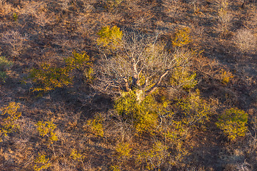 Image showing Savanna from the air