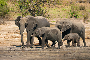 Image showing African bush elephants