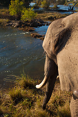 Image showing African bush elephant at river