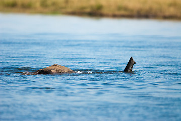 Image showing Snorkeling African bush elephant