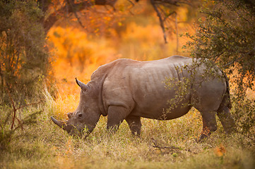 Image showing Rhinoceros in late afternoon