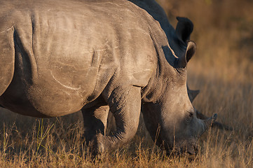 Image showing Rhinocerous