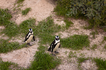 Image showing African Penguins