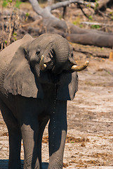 Image showing Elephant drinking