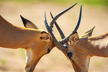 Image showing Impala butting heads