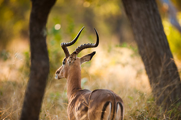 Image showing Impala rear