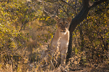 Image showing Young lion hiding in the bush