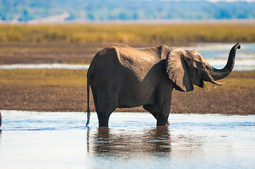 Image showing African bush elephant