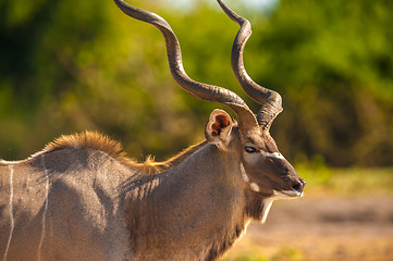 Image showing Kudu bull