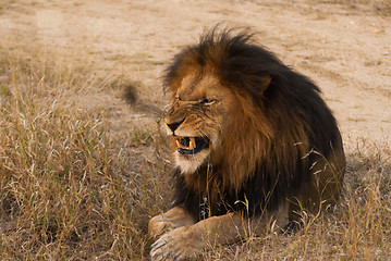 Image showing Lion baring teeth