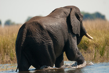 Image showing African bush elephant crossing river