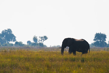 Image showing African bush elephant in high grass