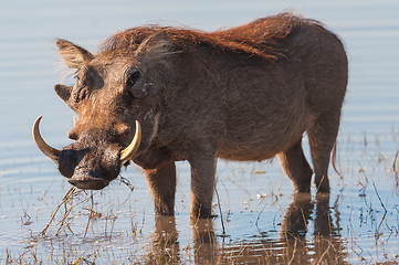 Image showing Brown hairy warthog