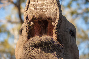 Image showing Inside the mouth of an elephant