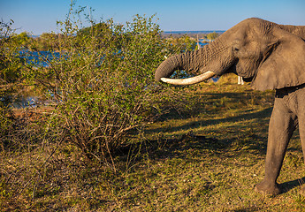 Image showing Elephant eating