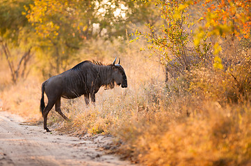 Image showing A Blue Wildebeest (Connochaetes taurinus) 