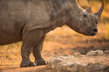 Image showing Rhinoceros in late afternoon