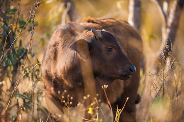 Image showing Cape buffalo (Syncerus caffer)