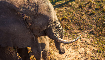 Image showing High angle view of elephant