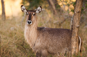 Image showing Ellipsen waterbuck