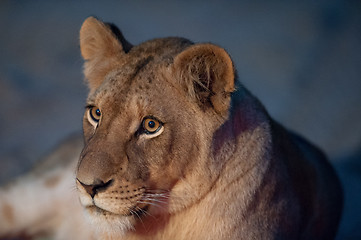 Image showing Young lion close up