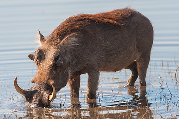 Image showing Brown hairy warthog