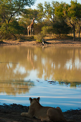 Image showing Lion watching giraffe