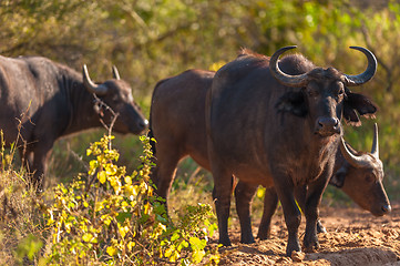 Image showing Cape buffalo (Syncerus caffer)