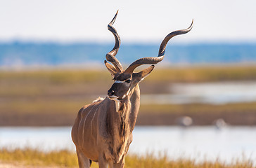 Image showing Kudu bull