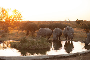 Image showing Rhinos at a watering hole