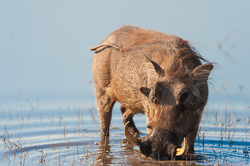 Image showing Brown hairy warthog