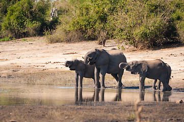 Image showing Group of elephants drinking