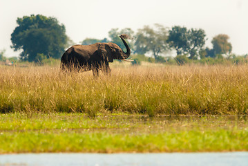 Image showing Elephant throwing dirt