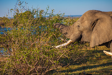 Image showing Elephant eating