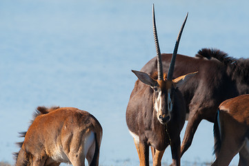 Image showing Oryx by water
