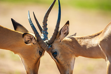 Image showing Impala butting heads